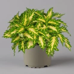 Buntnessel 'Palisade' Hellgrün-gelb, Topf -Ø 12 Cm, 6er-Set -Pflanzen Geschäft 0610180340 coleus palisade 4 124146