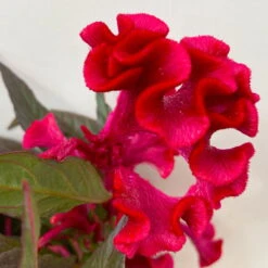 Celosia 'Hot Topic Red' Rot, Topf-Ø 12 Cm, 6er-Set 13 Celosia 'Hot Topic Red' Rot, Topf-Ø 12 Cm, 6er-Set -Pflanzen Geschäft 0610240081 Celosia argentea T12 6er Set Hot Topic Red 3 113301