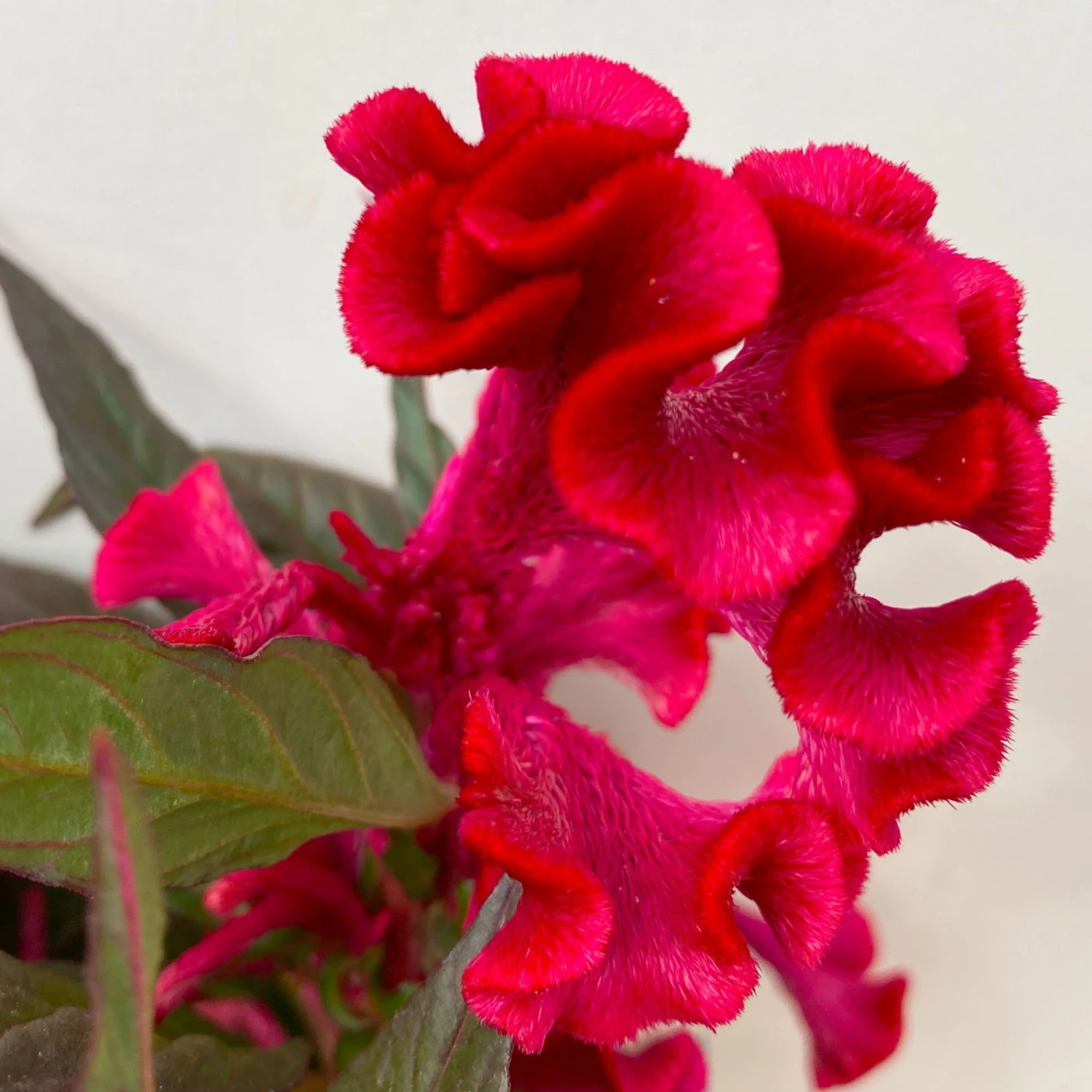 Celosia 'Hot Topic Red' Rot, Topf-Ø 12 Cm, 6er-Set 7 Celosia 'Hot Topic Red' Rot, Topf-Ø 12 Cm, 6er-Set – Bild 5