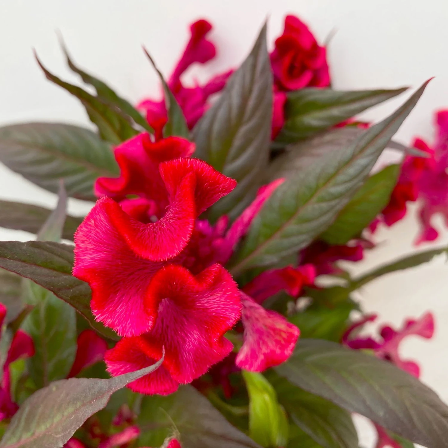 Celosia 'Hot Topic Red' Rot, Topf-Ø 12 Cm, 6er-Set 6 Celosia 'Hot Topic Red' Rot, Topf-Ø 12 Cm, 6er-Set – Bild 4