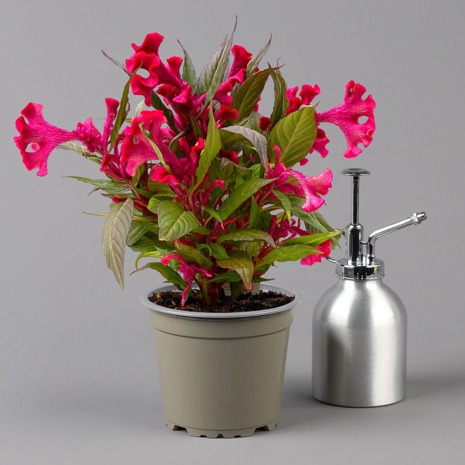 Celosia 'Hot Topic Red' Rot, Topf-Ø 12 Cm, 6er-Set 3 Celosia 'Hot Topic Red' Rot, Topf-Ø 12 Cm, 6er-Set