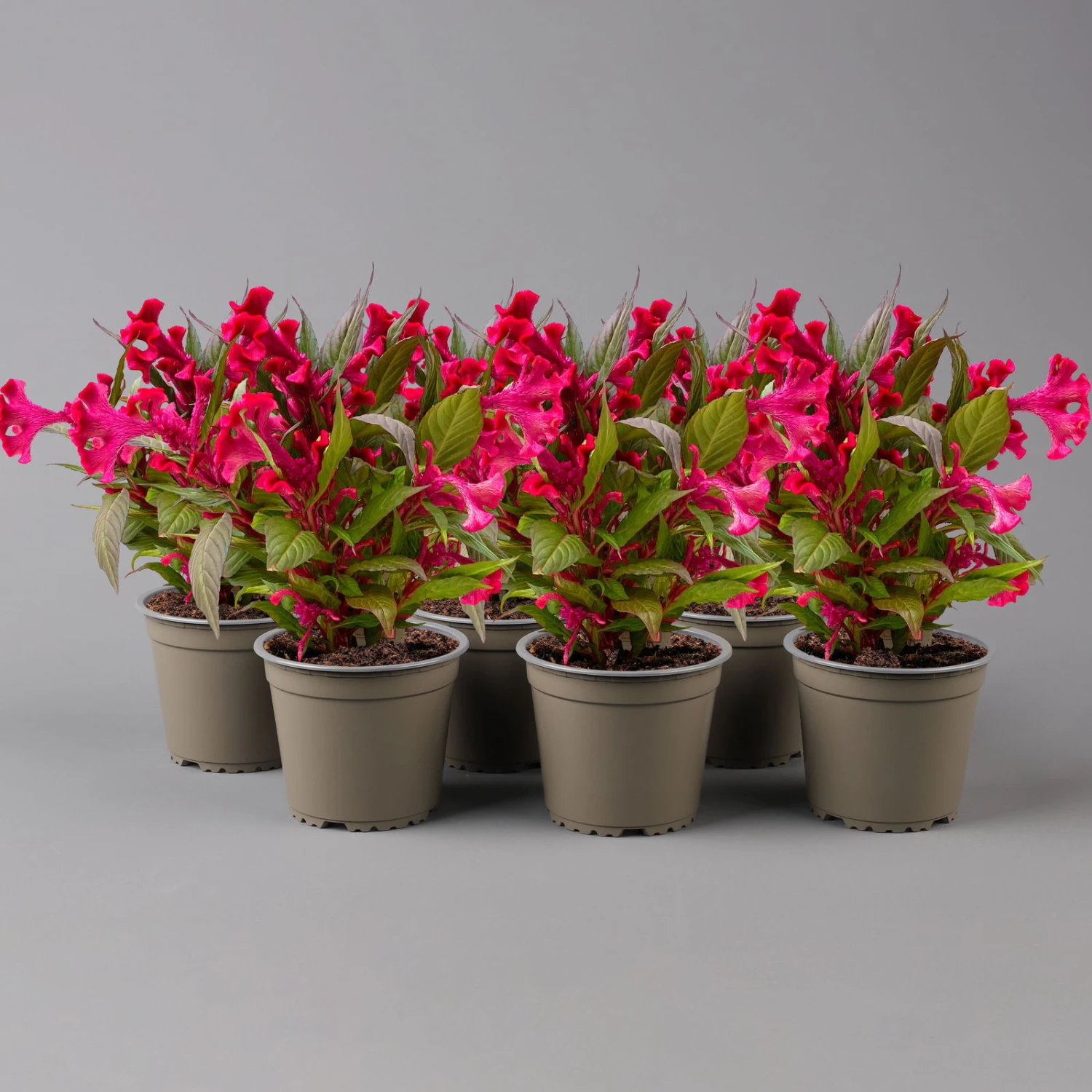 Celosia 'Hot Topic Red' Rot, Topf-Ø 12 Cm, 6er-Set 4 Celosia 'Hot Topic Red' Rot, Topf-Ø 12 Cm, 6er-Set – Bild 2