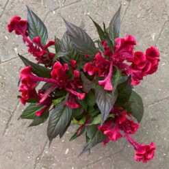 Celosia 'Hot Topic Red' Rot, Topf-Ø 12 Cm, 6er-Set 11 Celosia 'Hot Topic Red' Rot, Topf-Ø 12 Cm, 6er-Set -Pflanzen Geschäft 0610240094 Celosia argentea T12 6er Set Hot Topic Red 123662