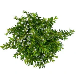 Japanische Scheinmyrte, Farben Zufällig, Topf-Ø 17 Cm, 2er-Set -Pflanzen Geschäft 0610260038 Cuphea hyssopifolia T17 weiss 2er Set WS 6 93789