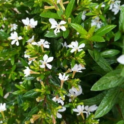 Japanische Scheinmyrte, Farben Zufällig, Topf-Ø 17 Cm, 2er-Set -Pflanzen Geschäft 0610260038 Cuphea hyssopifolia T17 weiss 2er Set WS 7 93701