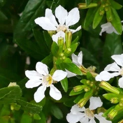 Japanische Scheinmyrte, Farben Zufällig, Topf-Ø 17 Cm, 2er-Set -Pflanzen Geschäft 0610260038 Cuphea hyssopifolia T17 weiss 2er Set WS 8 93700