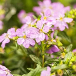 Japanische Scheinmyrte, Farben Zufällig, Topf-Ø 17 Cm, 2er-Set -Pflanzen Geschäft 0610260039 Cuphea hyssopifolia Bluetenbilder 1 93707