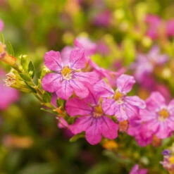 Japanische Scheinmyrte, Farben Zufällig, Topf-Ø 17 Cm, 2er-Set -Pflanzen Geschäft 0610260039 Cuphea hyssopifolia Bluetenbilder 2 93708