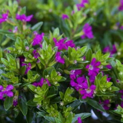 Japanische Scheinmyrte, Farben Zufällig, Topf-Ø 17 Cm, 2er-Set -Pflanzen Geschäft 0610260039 Cuphea hyssopifolia Bluetenbilder 3 93709