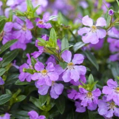 Japanische Scheinmyrte, Farben Zufällig, Topf-Ø 17 Cm, 2er-Set -Pflanzen Geschäft 0610260039 Cuphea hyssopifolia Bluetenbilder 4 93706