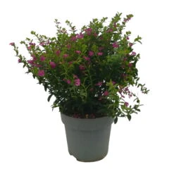Japanische Scheinmyrte, Farben Zufällig, Topf-Ø 17 Cm, 2er-Set -Pflanzen Geschäft 0610260039 Cuphea hyssopifolia T17 Rosa Lila Rottoene 2er Set WS 11 93792