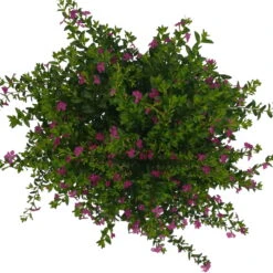 Japanische Scheinmyrte, Farben Zufällig, Topf-Ø 17 Cm, 2er-Set -Pflanzen Geschäft 0610260039 Cuphea hyssopifolia T17 Rosa Lila Rottoene 2er Set WS 17 93794