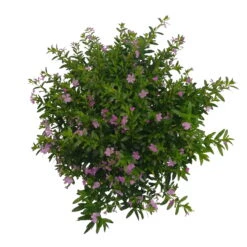 Japanische Scheinmyrte, Farben Zufällig, Topf-Ø 17 Cm, 2er-Set -Pflanzen Geschäft 0610260039 Cuphea hyssopifolia T17 Rosa Lila Rottoene 2er Set WS 24 93796