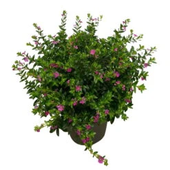 Japanische Scheinmyrte, Farben Zufällig, Topf-Ø 17 Cm, 2er-Set -Pflanzen Geschäft 0610260039 Cuphea hyssopifolia T17 Rosa Lila Rottoene 2er Set WS 6 93793