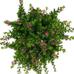 Japanische Scheinmyrte, Farben Zufällig, Topf-Ø 17 Cm, 2er-Set -Pflanzen Geschäft 0610260039 Cuphea hyssopifolia T17 Rosa Lila Rottoene 2er Set WS 7 93795