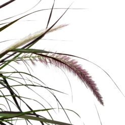 Lampenputzergras 'Rubrum' Rot, Topf-Ø 26 Cm -Pflanzen Geschäft 0610280039 KB Pennisetum advena Rubrum T26 5 l rotlaubig einjaehrig WS 5 95868