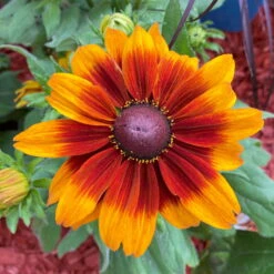 Sonnenhut Gelb-orange, Topf-Ø 21 Cm -Pflanzen Geschäft 0610360017 0610360022 Rudbeckia T21 orange braun 2 111918