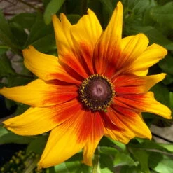 Sonnenhut Gelb-orange, Topf-Ø 21 Cm -Pflanzen Geschäft 0610360017 Rudbeckia T21 gelb braun 2 111917