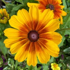 Sonnenhut Gelb-orange, Topf-Ø 21 Cm -Pflanzen Geschäft 0610360017 Rudbeckia T21 gelb braun 3 111916