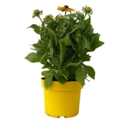 Sonnenhut Gelb-orange, Topf-Ø 21 Cm -Pflanzen Geschäft 0610360022 Rudbeckia hirta zweifarbig gelb orange 3 112686