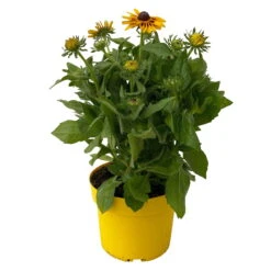 Sonnenhut Gelb-orange, Topf-Ø 21 Cm -Pflanzen Geschäft 0610360022 Rudbeckia hirta zweifarbig gelb orange 4 112687