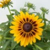 Sonnenhut Gelb-orange, Topf-Ø 21 Cm -Pflanzen Geschäft 0610360022 Rudbeckia hirta zweifarbig gelb orange 5 112666