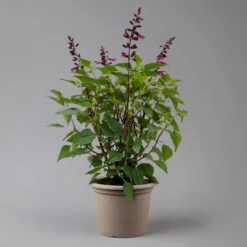 Pfirsichsalbei 'Strawberry Lake' Pink, Topf-Ø 21 Cm, Höhe Ca. 40 Cm -Pflanzen Geschäft 0610370086 Salvia T21 Strawberry Lake H 40cm 2 125990