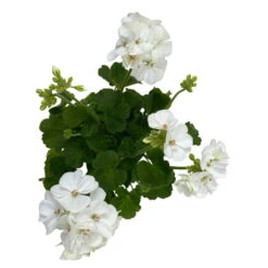 Geranie 'Sunrise® Clarissa' Weiß, Stehend, Topf-Ø 13 Cm, 6er-Set -Pflanzen Geschäft 0612140034 KB Pelargonium zonale T13 Sunrise Clarissa 6er Set 5 93278