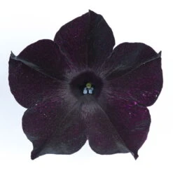 Petunie 'Viva® Black Ray' Schwarz, Hängend, Topf-Ø 13 Cm, 6er-Set -Pflanzen Geschäft 0613170004 KB Petunia T13 Viva Black Ray schwarz 50803