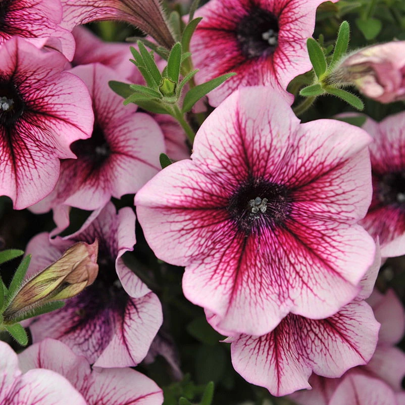 Petunie 'Sweetunia® Burgundy Gem' Rosa Geadert, Hängend, Topf-Ø 13 Cm, 6er-Set 10 Petunie 'Sweetunia® Burgundy Gem' Rosa Geadert, Hängend, Topf-Ø 13 Cm, 6er-Set – Bild 8