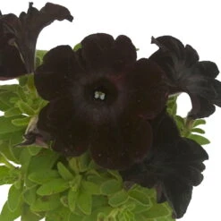 Petunie 'Viva® Black Ray' Schwarz, Hängend, Topf-Ø 13 Cm, 6er-Set -Pflanzen Geschäft 0613170038 KB Petunia T13 Black Ray 6er Set 10 91200