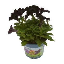 Petunie 'Viva® Black Ray' Schwarz, Hängend, Topf-Ø 13 Cm, 6er-Set -Pflanzen Geschäft 0613170038 KB Petunia T13 Black Ray 6er Set 1 91202