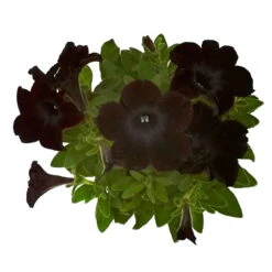 Petunie 'Viva® Black Ray' Schwarz, Hängend, Topf-Ø 13 Cm, 6er-Set -Pflanzen Geschäft 0613170038 KB Petunia T13 Black Ray 6er Set 8 91201