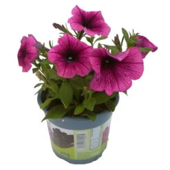 Petunie 'Sweetunia® Burgundy Gem' Rosa Geadert, Hängend, Topf-Ø 13 Cm, 6er-Set 21 Petunie 'Sweetunia® Burgundy Gem' Rosa Geadert, Hängend, Topf-Ø 13 Cm, 6er-Set -Pflanzen Geschäft 0613170055 KB Petunia T13 Burgundy Gem 6er Set 12 91846