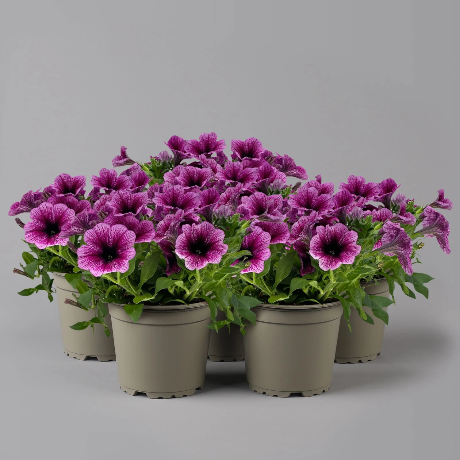 Petunie 'Sweetunia® Burgundy Gem' Rosa Geadert, Hängend, Topf-Ø 13 Cm, 6er-Set 3 Petunie 'Sweetunia® Burgundy Gem' Rosa Geadert, Hängend, Topf-Ø 13 Cm, 6er-Set