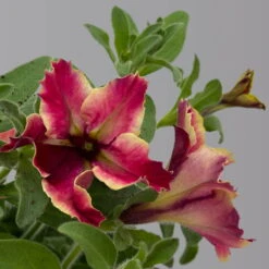 Petunien 'Crazytunia® Mandeville' Rot-gelb, Hängend, Topf-Ø 13 Cm, 6er-Set -Pflanzen Geschäft 0613170181 Petunia T13 Crazytunia Mandeville 6er Set 1 125144