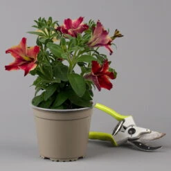 Petunien 'Crazytunia® Mandeville' Rot-gelb, Hängend, Topf-Ø 13 Cm, 6er-Set -Pflanzen Geschäft 0613170181 Petunia T13 Crazytunia Mandeville 6er Set 2 125143