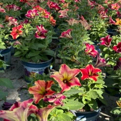 Petunien 'Crazytunia® Mandeville' Rot-gelb, Hängend, Topf-Ø 13 Cm, 6er-Set -Pflanzen Geschäft 0613170181 Petunia T13 Crazytunia Mandeville 6er Set 1 123565