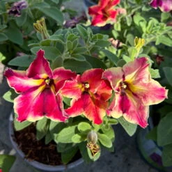 Petunien 'Crazytunia® Mandeville' Rot-gelb, Hängend, Topf-Ø 13 Cm, 6er-Set -Pflanzen Geschäft 0613170181 Petunia T13 Crazytunia Mandeville 6er Set 2 123564