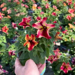 Petunien 'Crazytunia® Mandeville' Rot-gelb, Hängend, Topf-Ø 13 Cm, 6er-Set -Pflanzen Geschäft 0613170181 Petunia T13 Crazytunia Mandeville 6er Set 3 123563