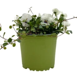 Hornveilchen Mit Mühlenbeckia, Farbe Zufällig, Topf-Ø 13 Cm, 6er-Set -Pflanzen Geschäft 0620110113 Viola cornuta Muehlenbeckia weiss 6er Set 1 107966