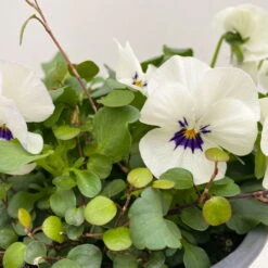 Hornveilchen Mit Mühlenbeckia, Farbe Zufällig, Topf-Ø 13 Cm, 6er-Set -Pflanzen Geschäft 0620110113 Viola cornuta Muehlenbeckia weiss 6er Set 4 107891