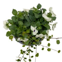 Hornveilchen Mit Mühlenbeckia, Farbe Zufällig, Topf-Ø 13 Cm, 6er-Set -Pflanzen Geschäft 0620110113 Viola cornuta Muehlenbeckia weiss 6er Set 6 107967