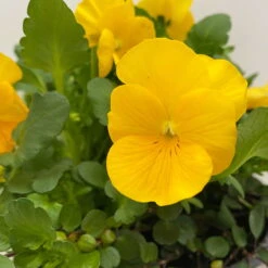 Hornveilchen Mit Mühlenbeckia, Farbe Zufällig, Topf-Ø 13 Cm, 6er-Set -Pflanzen Geschäft 0620110114 Viola cornuta Muehlenbeckia gelb 6er Set 5 107890