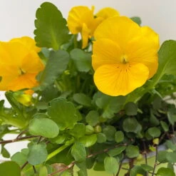 Hornveilchen Mit Mühlenbeckia, Farbe Zufällig, Topf-Ø 13 Cm, 6er-Set -Pflanzen Geschäft 0620110114 Viola cornuta Muehlenbeckia gelb 6er Set 6 107889