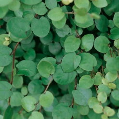 Hornveilchen Mit Mühlenbeckia, Farbe Zufällig, Topf-Ø 13 Cm, 6er-Set -Pflanzen Geschäft 0620110115 Viola cornuta Muehlenbeckia T13 zweifarbig 6er Set n Verfuegbarkeit WS 1 102729