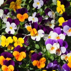 Hornveilchen Mit Mühlenbeckia, Farbe Zufällig, Topf-Ø 13 Cm, 6er-Set -Pflanzen Geschäft 0620110115 Viola cornuta Muehlenbeckia T13 zweifarbig 6er Set n Verfuegbarkeit WS 2 102730