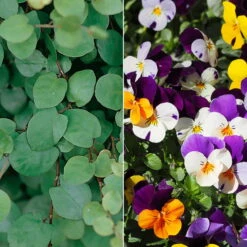 Hornveilchen Mit Mühlenbeckia, Farbe Zufällig, Topf-Ø 13 Cm, 6er-Set -Pflanzen Geschäft 0620110115 Viola cornuta Muehlenbeckia T13 zweifarbig 6er Set n Verfuegbarkeit WS 102728