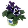 Stiefmütterchen Blau, Sorte Nach Verfügbarkeit, Topf-Ø 12 Cm, 6er-Set -Pflanzen Geschäft 0620200083 Viola wittr blau mit Auge T12 86280