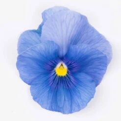 Stiefmütterchen Blau, Sorte Nach Verfügbarkeit, Topf-Ø 12 Cm, 6er-Set -Pflanzen Geschäft 0620200084 KB Viola wittr Selektion T12 hellblau o Auge Set 6 Stueck WS 1 73627